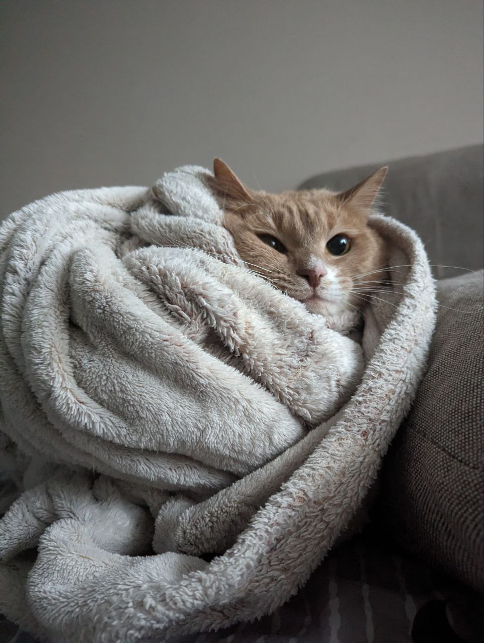 kotik